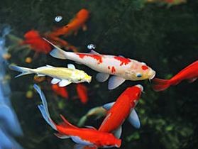 Comment choisir ses poissons de bassin ?