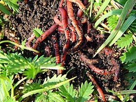 La faune du sol
au jardin bio