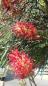 Photo de limon06