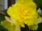 Photo de glantine 3