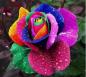 Photo de seedlove33