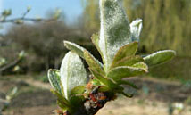 Traitement d'hiver
des arbres fruitiers